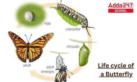 what is the first form of a butterfly figgerits|Life Cycle of Butterflies and Moths .